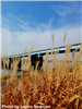Tall plants in front of a bridge crossing the Missouri River. 