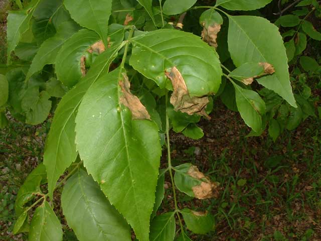 ashanthracnose.jpg