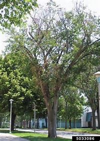 dutch elm disease