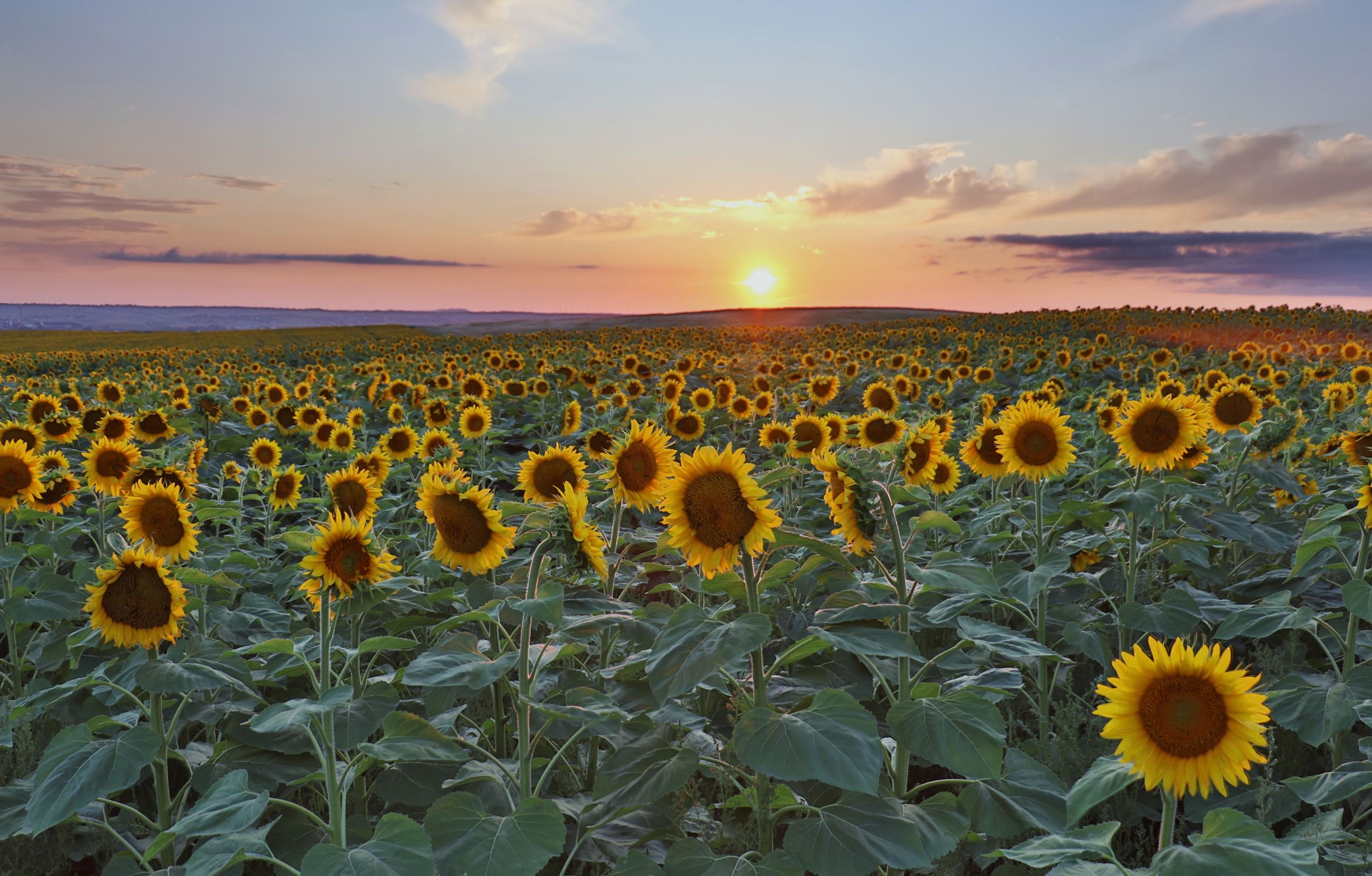 Sunflower Sunset - Photo Credit - Troy Balzer 