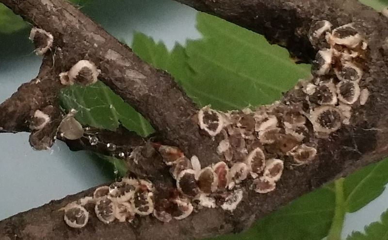 European Elm Scale - photo credit City of Edmonton