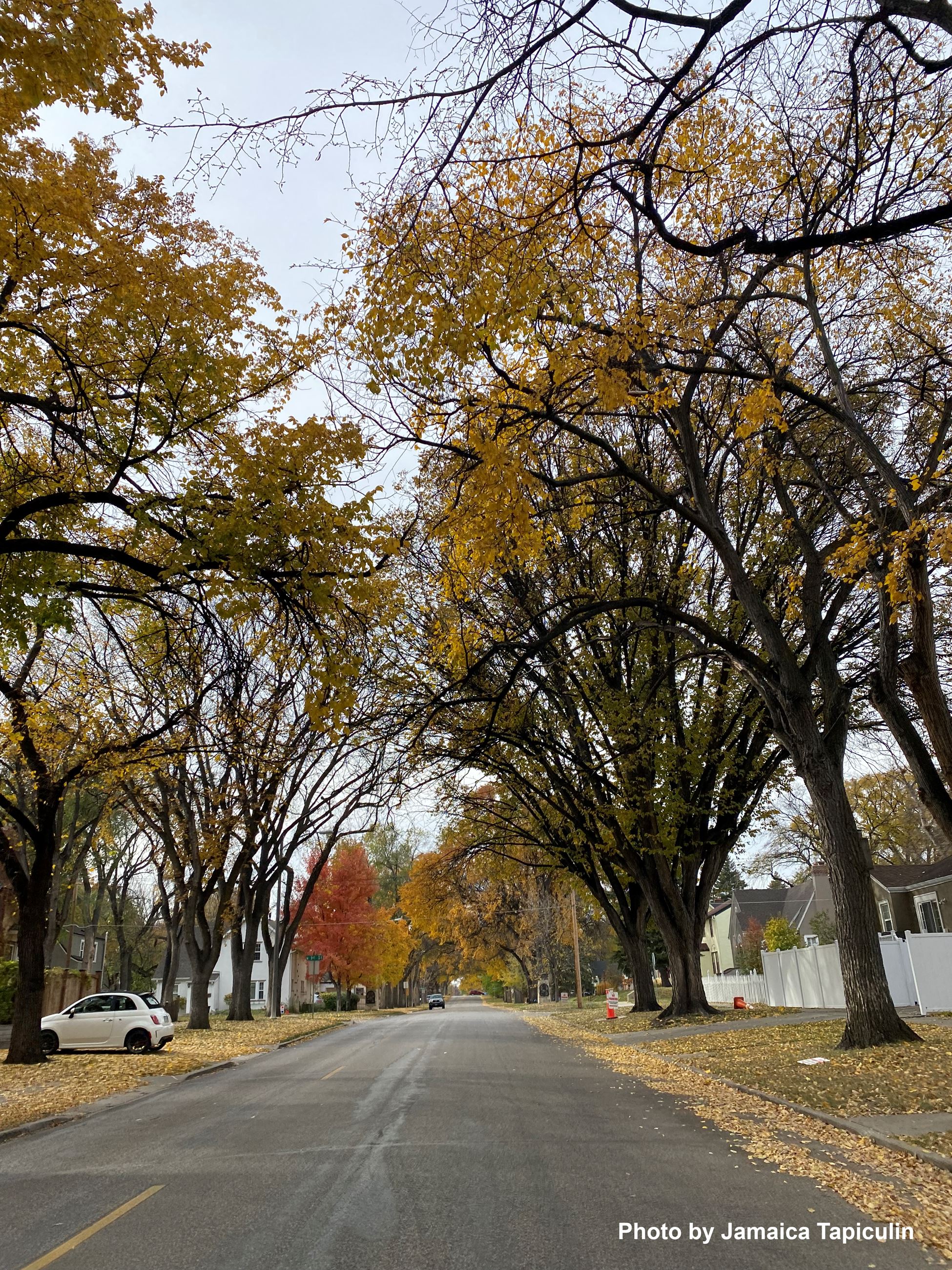 Street Tree Canopy by Jamaica Tapiculin