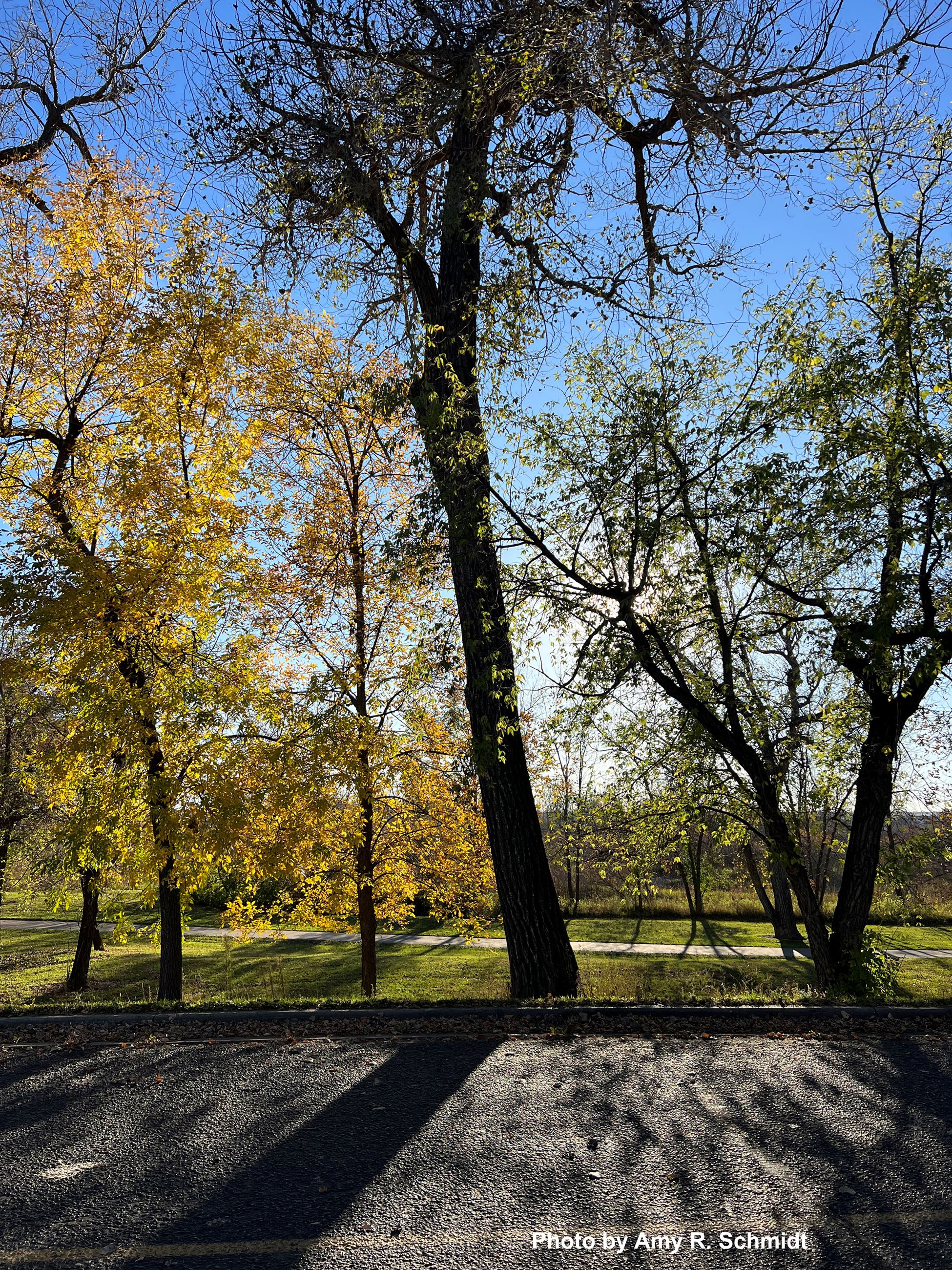 Park Trees and Sunlight by Amy R. Schmidt