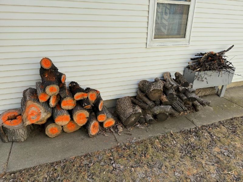 Elmwood marked with orange paint