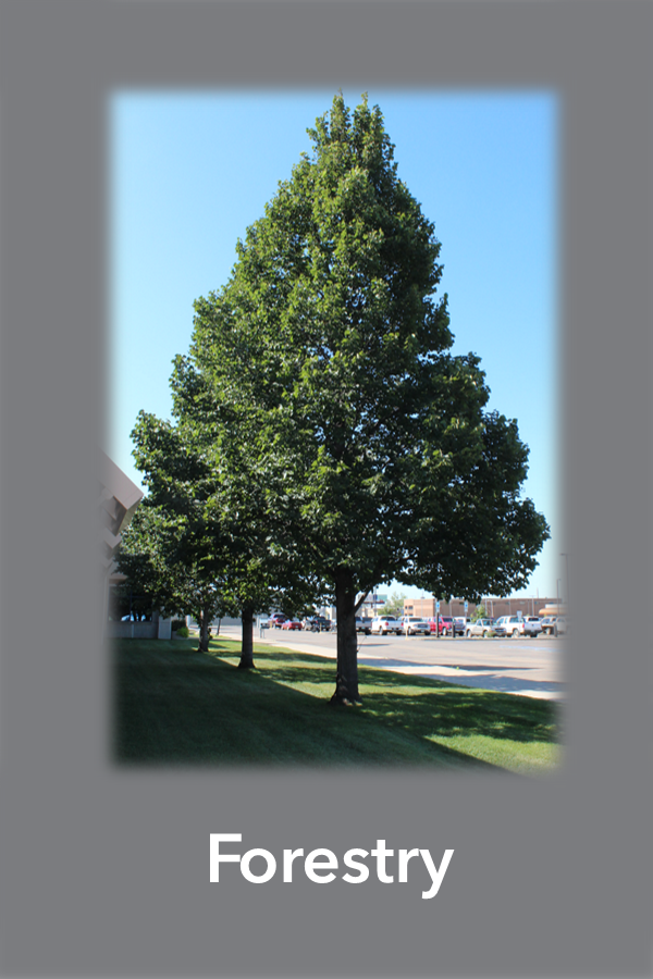 Forestry Thumbnail
