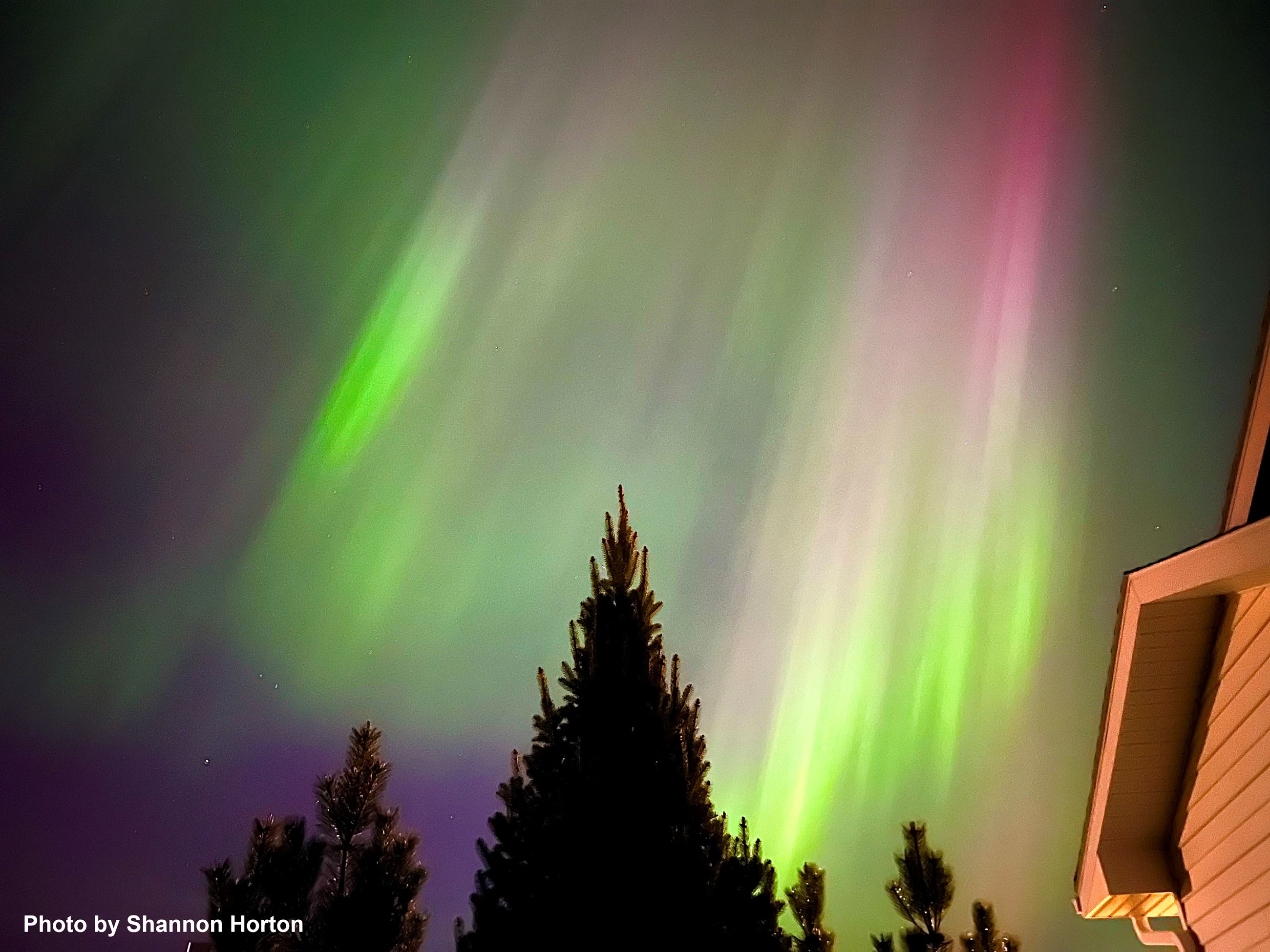 Northern lights in the sky behind trees. 