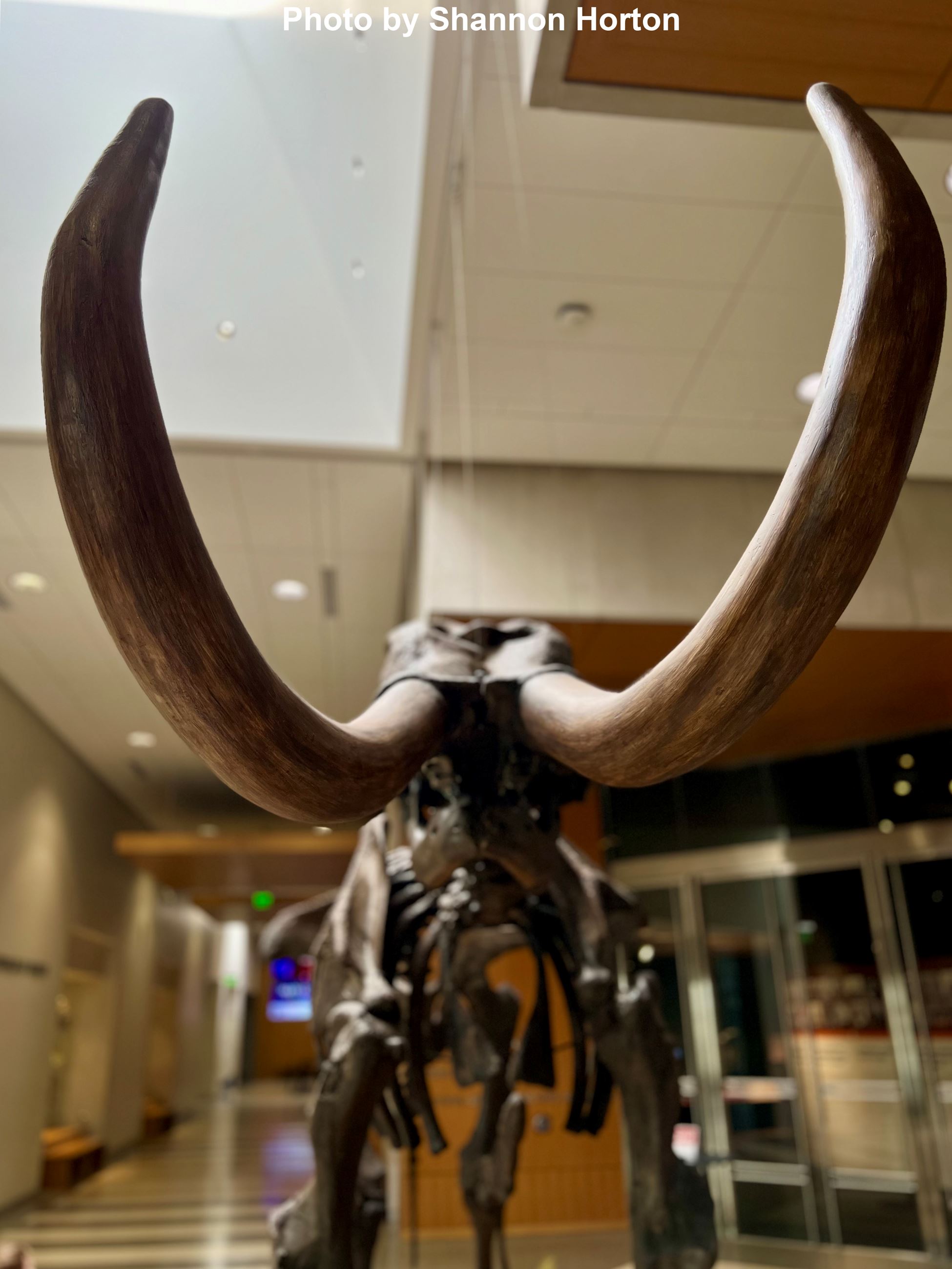 Woolly Mammoth skeleton at ND Heritage Center. 