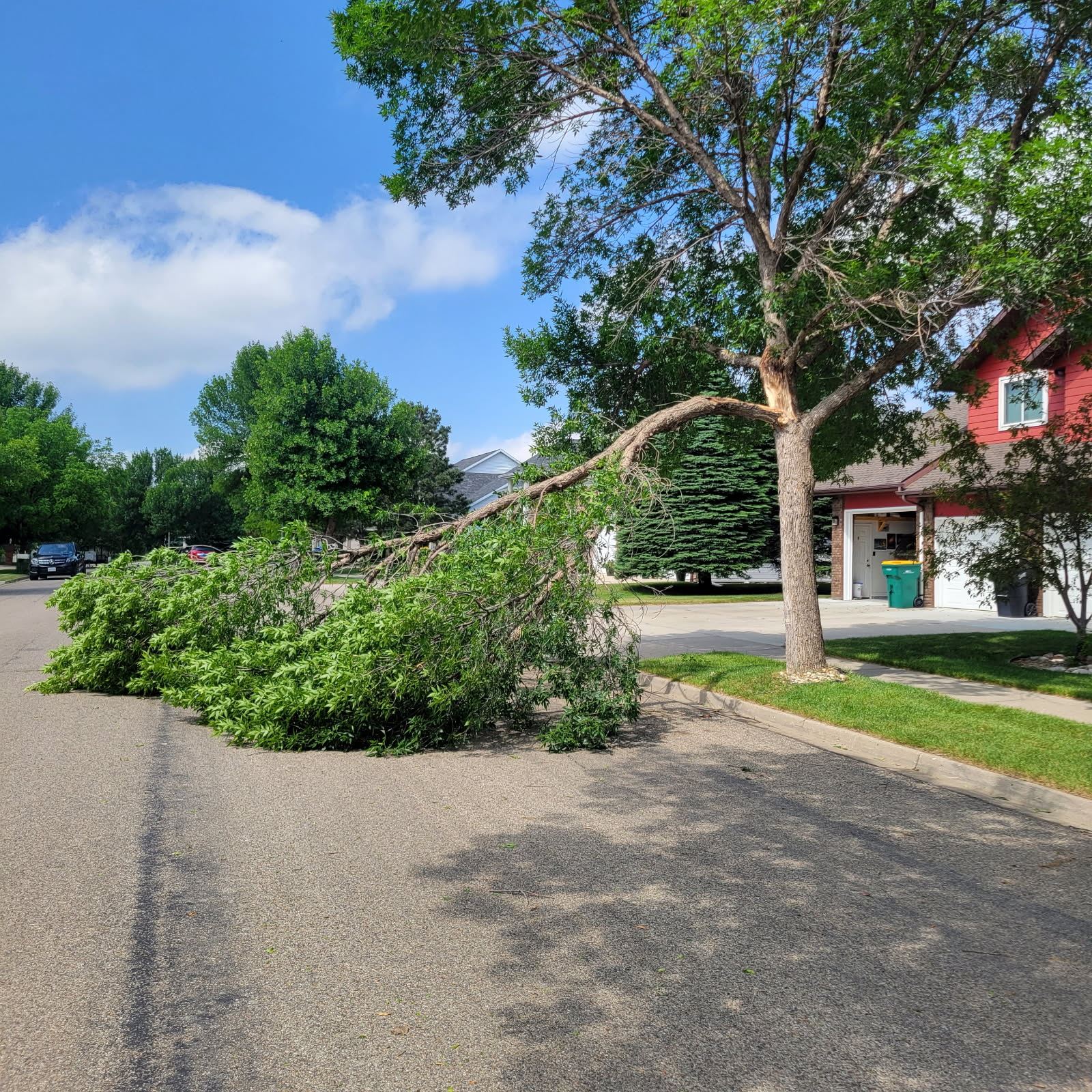 Boulevard tree that has been damaged from a storm is partially hanging into a street. 